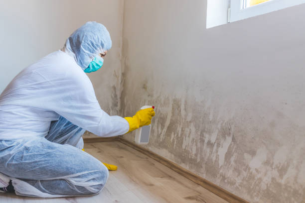 Licensed Mold Inspection service in Nanty Glo, PA - WQB Mold Removal