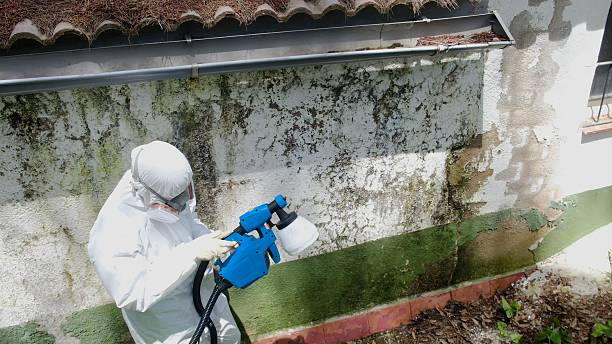 Top rated local Mold Inspection specialists in Nanty Glo, PA